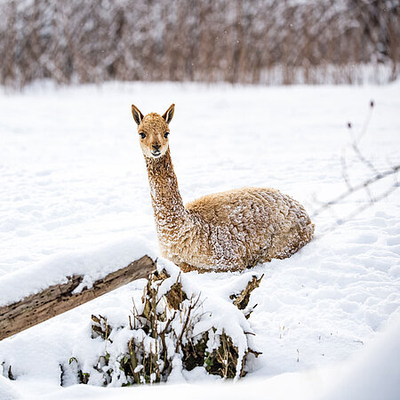 Tierpark Hellabrunn | Plugilo